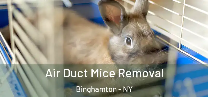  Air Duct Mice Removal Binghamton - NY
