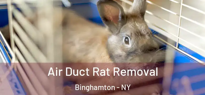  Air Duct Rat Removal Binghamton - NY